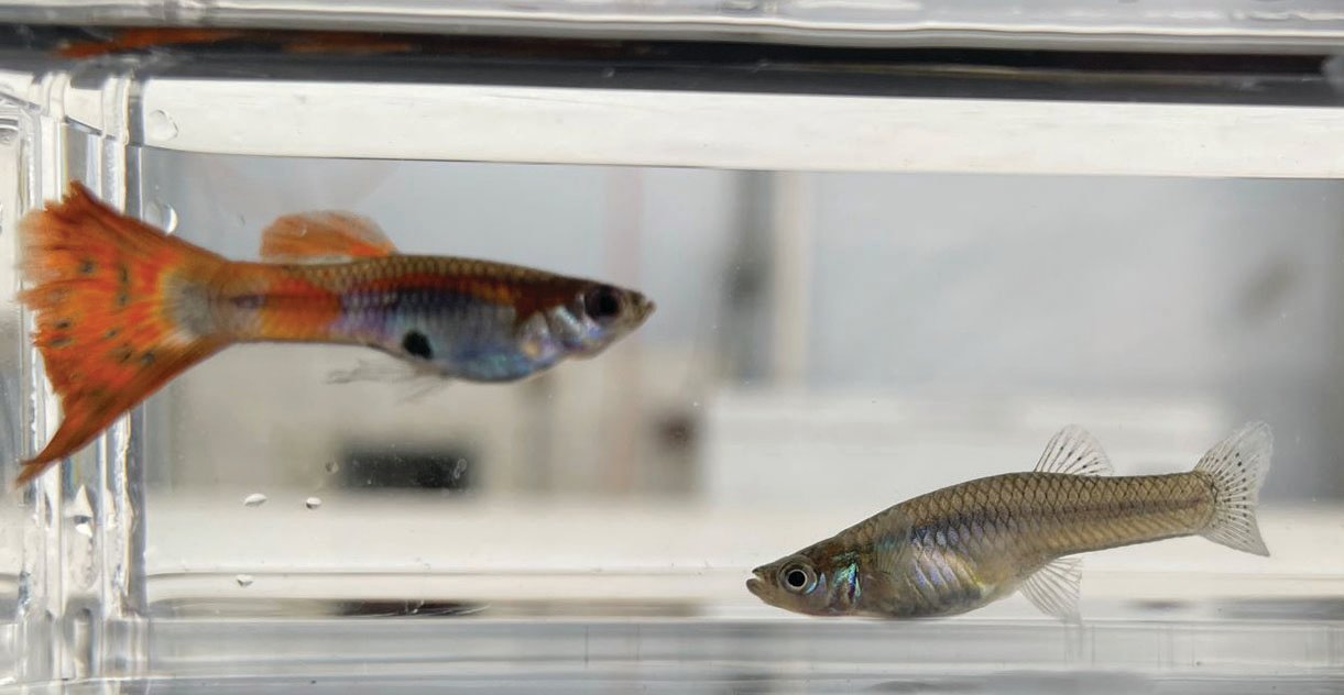 This picture shows a guppy and a mosquitofish at the Tropical Aquaculture Laboratory in Ruskin. Guppies have the color; mosquitofish are drab.